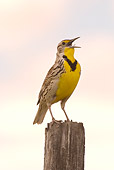 BRD 13 NE0001 01
Western Meadowlark Perching On Fence Post Singing