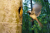 BRD 13 NE0003 01
Black-Capped Chickadee Adult Flying To Nest In Hollow Tree