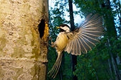 BRD 13 NE0004 01
Black-Capped Chickadee Adult Flying To Nest In Hollow Tree