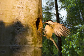 BRD 13 NE0005 01
Black-Capped Chickadee Adult Landing At Nest In Hollow Tree