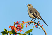 BRD 13 NE0006 01
Northern Mockingbird Perching On Branch