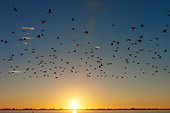 BRD 13 NE0007 01
Flock Of American White Ibis Flying Over Water At Sunset
