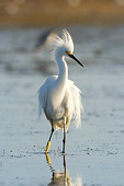 BRD 13 NE0008 01
Snowy Egret Standing In Water