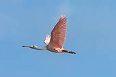 BRD 13 NE0009 01
Roseate Spoonbill Flying Blue Sky