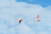 BRD 13 NE0010 01
Two Roseate Spoonbills Flying