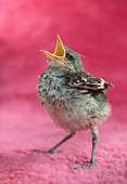 BRD 13 RC0002 01
Bird Chick Standing On Pink Cloth Beak Open