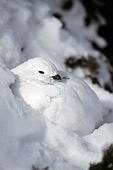 BRD 13 RF0216 01
White Tailed Ptarimgan In Snow