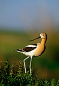BRD 13 RF0217 01
American Avocet Walking On Foliage