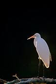 BRD 13 RF0218 01
Great Egret Standing On Tree Branch