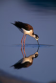 BRD 13 RF0219 01
Black-Necked Stilt Feeding On Marsh