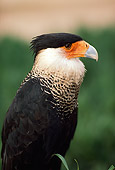 BRD 13 RK0006 01
Close Up Of Caracara Sitting