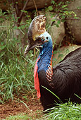 BRD 13 RK0007 09
Head Shot Of Cassowary By Green Plants