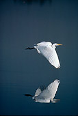 BRD 13 RK0017 03
Great Egret Flying Over Water With Reflection