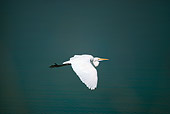 BRD 13 RK0018 01
Great Egret Flying Over Water