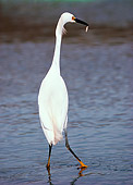 BRD 13 RK0044 01
Snowy Egret Standing With Fish In Mouth