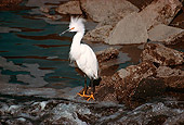 BRD 13 RK0058 01
Snowy Egret Standing On Rocks By Water
