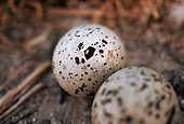 BRD 13 RK0072 01
Snowy Egret Eggs In Nest