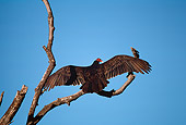 BRD 13 RK0077 05
Vulture Sitting On Tree Branch