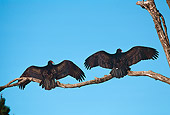 BRD 13 RK0078 01
Two Vultures Sitting On Branch