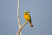 BRD 13 RW0001 01
Little Bee-eater Perching On Twig Kenya