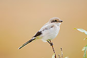BRD 13 SK0003 01
Great Grey Shrike Perching On Twig Denali National Park Alaska