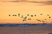 BRD 13 SK0004 01
Think-Billed Murres Flying Along Coast Alaska