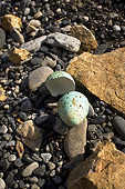 BRD 13 SK0005 01
Think-Billed Murre Eggshell On Rocky Beach Alaska
