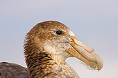 BRD 13 SK0006 01
Profile Head Shot Of Antarctic Giant Petrel Resting Western Antarctic Peninsula