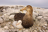 BRD 13 SK0007 01
Antarctic Giant Petrel Nesting With Chick On Rocks Western Antarctic Peninsula