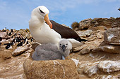 BRD 13 SK0008 01
Black-Browed Albatross Nesting With Chick On Rocks Falkland Islands