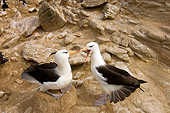 BRD 13 SK0009 01
Two Black-Browed Albatrosses Sitting On Rocks Falkland Islands