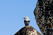 BRD 13 SK0012 01
Clark's Nutcracker Standing On Rock