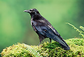 BRD 13 TK0001 01
American Crow Standing On Moss By Ferns