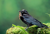 BRD 13 TK0002 01
American Crow Eating Earthworm On Moss By Ferns
