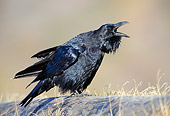 BRD 13 TK0003 01
Common Raven Calling On Rock