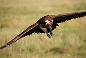 BRD 13 TK0004 01
Head-On View Of Lappet-Faced Vulture Flying Low Over Savanna Tanzania