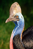 BRD 13 TK0005 01
Profile Head Shot Of Southern Cassowary