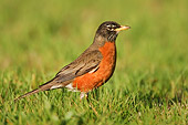 BRD 13 TK0006 01
American Robin Standing On Grass Profile