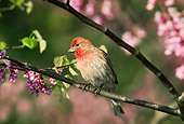 BRD 13 TK0007 01
Male House Finch Perching On Tree Branch