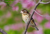 BRD 13 TK0008 01
Female Rose-Breasted Grosbeak Perching On Tree Branch