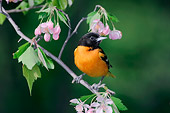 BRD 13 TK0009 01
Male Northern Oriole Perching On Branch With Pink Blossoms