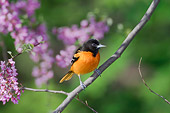 BRD 13 TK0010 01
Male Northern Oriole Perching On Branch With Purple Blossoms