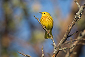 BRD 13 TK0011 01
Yellow Warbler Perching On Twig
