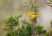 BRD 13 TK0012 01
Yellow Warbler Perching In Tree Profile
