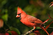 BRD 13 TK0013 01
Male Northern Cardinal Perching In Tree Profile