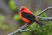 BRD 13 TK0014 01
Male Scarlet Tanager Perching On Tree Branch