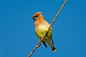 BRD 13 TK0015 01
Cedar Waxwing Perching On Twig