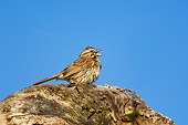 BRD 13 TK0016 01
Song Sparrow Singing On Log