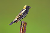 BRD 13 TK0017 01
Male Bobolink Perching On Fence Post Profile