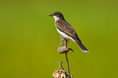 BRD 13 TK0018 01
Eastern Kingbird Perching On Twig Profile